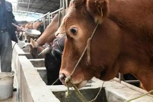 怎么给育肥牛搭配饲料，用玉米、胡麻饼、棉籽饼等材料配制