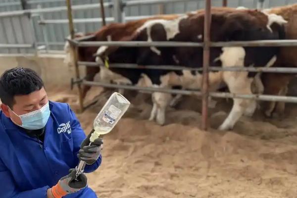 怎么给育肥牛搭配饲料，用玉米、胡麻饼、棉籽饼等材料配制