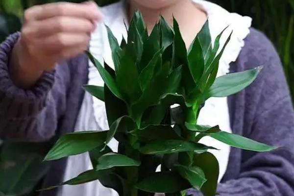 观音竹叶子黄了怎么解决，需脱盆处理