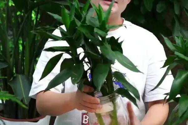 观音竹叶子黄了怎么解决，需脱盆处理