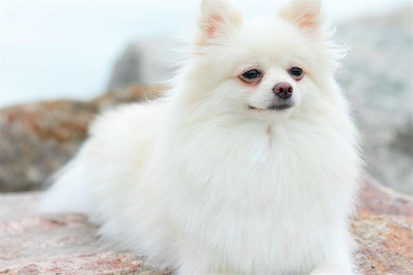 英系博美犬的性格，性格活泼