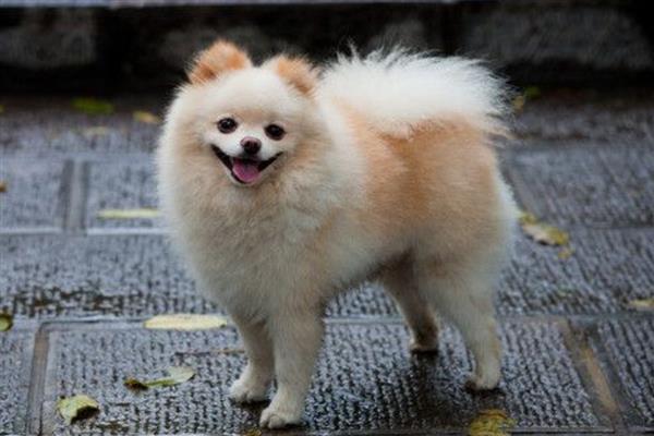 英系博美犬的性格，性格活泼