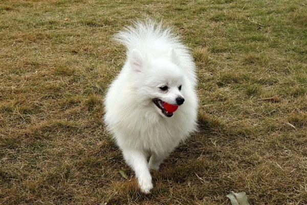 英系博美犬的性格，性格活泼