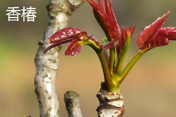 亩收益上万有哪些种植品种，推荐种植香椿、天麻等