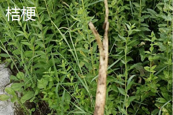 亩收益上万有哪些种植品种，推荐种植香椿、天麻等