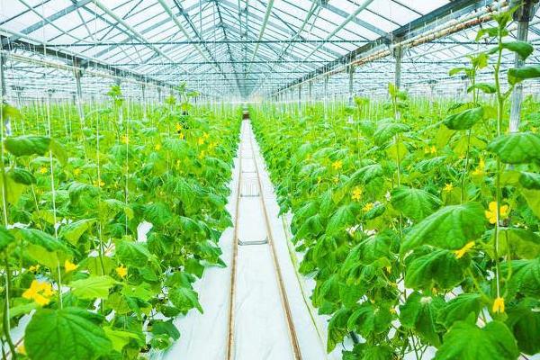 亩收益上万有哪些种植品种，推荐种植香椿、天麻等
