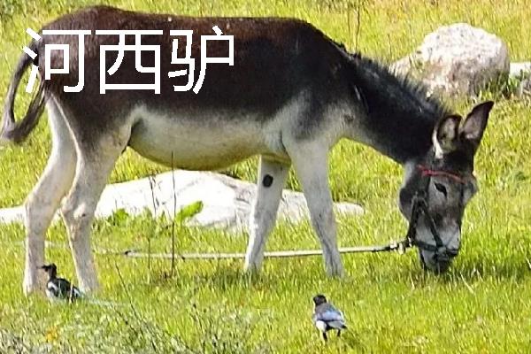 驴是由什么动物杂交而来，骡子才是杂交品种