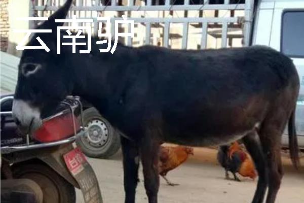 驴是由什么动物杂交而来，骡子才是杂交品种