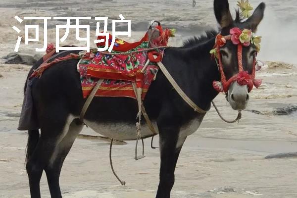驴是由什么动物杂交而来，骡子才是杂交品种