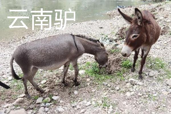 驴是由什么动物杂交而来，骡子才是杂交品种