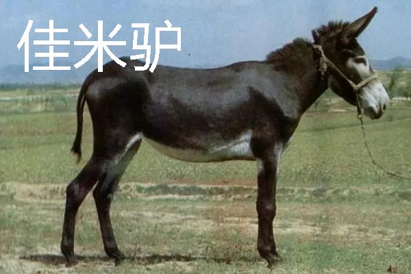 驴是由什么动物杂交而来，骡子才是杂交品种