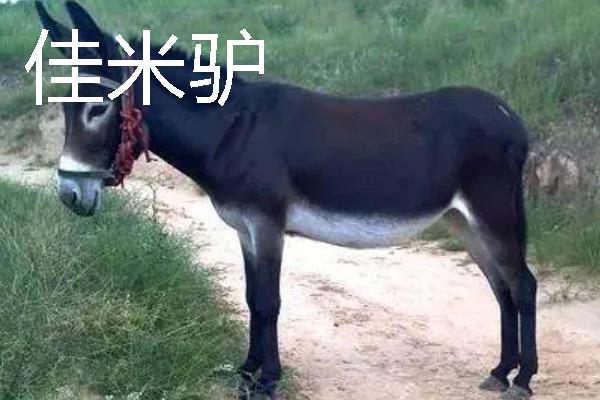 驴是由什么动物杂交而来，骡子才是杂交品种