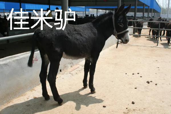 驴是由什么动物杂交而来，骡子才是杂交品种