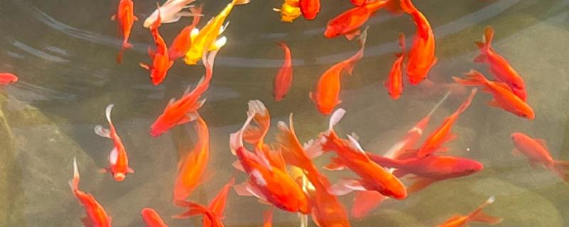 冷水鱼的适宜水温，适合保持在0-20℃