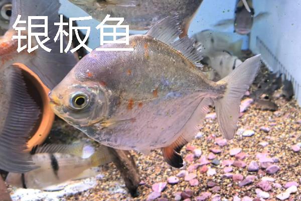 龙鱼可以和哪些鱼一起养，银板鱼、地图鱼等品种都是适宜选择