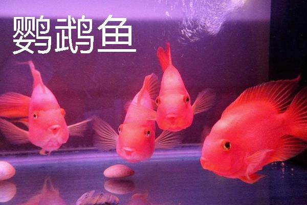 龙鱼可以和哪些鱼一起养，银板鱼、地图鱼等品种都是适宜选择