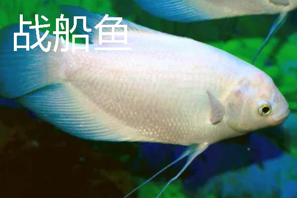 龙鱼可以和哪些鱼一起养，银板鱼、地图鱼等品种都是适宜选择