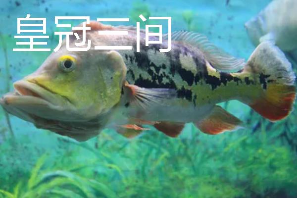 龙鱼可以和哪些鱼一起养，银板鱼、地图鱼等品种都是适宜选择