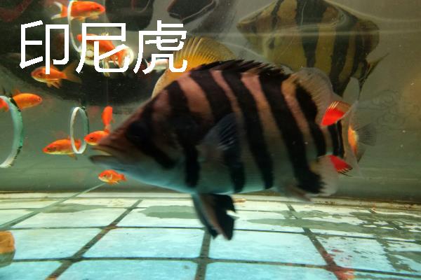 龙鱼可以和哪些鱼一起养，银板鱼、地图鱼等品种都是适宜选择