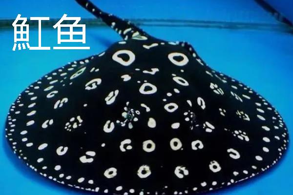 龙鱼可以和哪些鱼一起养，银板鱼、地图鱼等品种都是适宜选择
