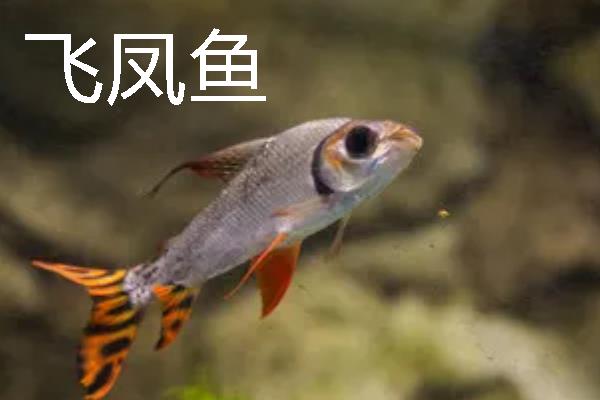 龙鱼可以和哪些鱼一起养，银板鱼、地图鱼等品种都是适宜选择
