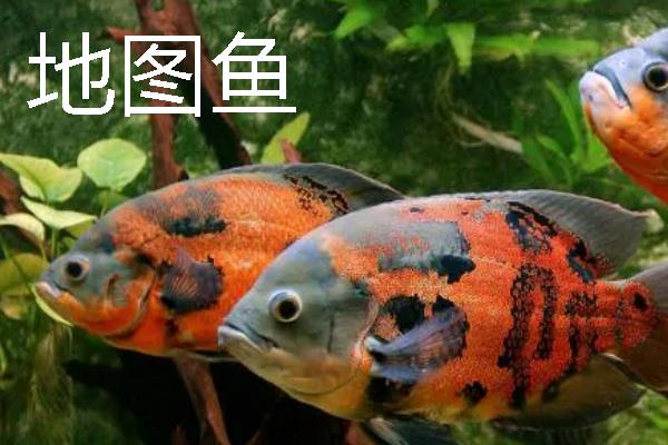 龙鱼可以和哪些鱼一起养，银板鱼、地图鱼等品种都是适宜选择
