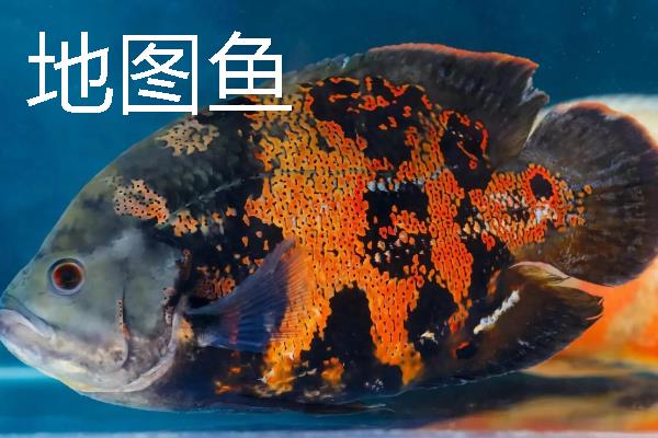 龙鱼可以和哪些鱼一起养，银板鱼、地图鱼等品种都是适宜选择