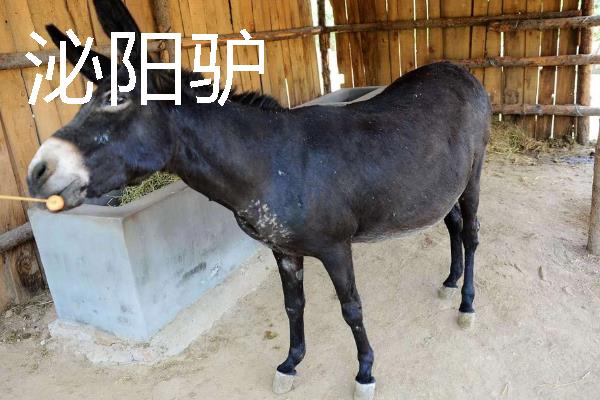驴是由什么动物杂交而来，骡子才是杂交品种