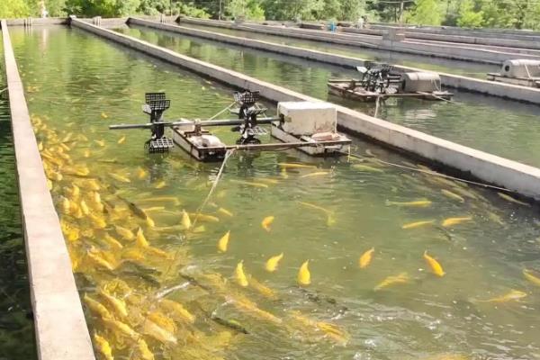 冷水鱼的适宜水温,适合保持在0-20℃