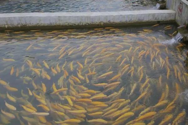 冷水鱼的适宜水温,适合保持在0-20℃