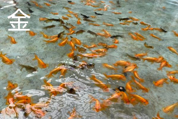 冷水鱼的适宜水温,适合保持在0-20℃