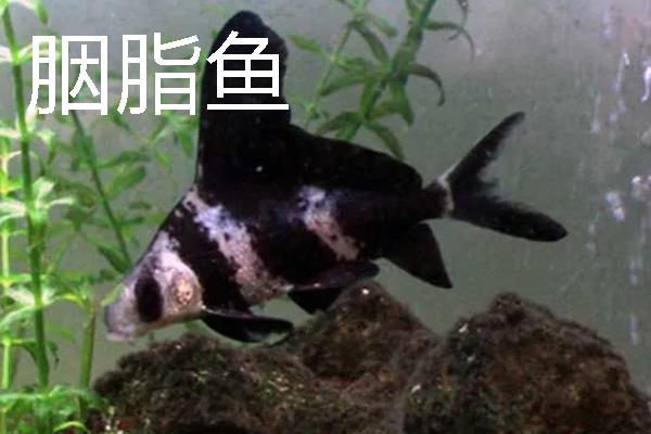 冷水鱼的适宜水温,适合保持在0-20℃