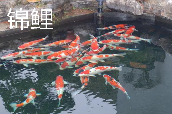 冷水鱼的适宜水温,适合保持在0-20℃