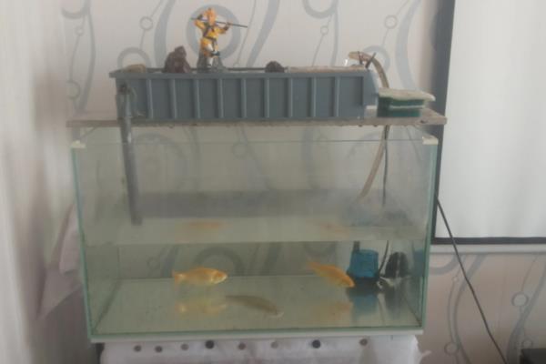 冷水鱼的适宜水温,适合保持在0-20℃