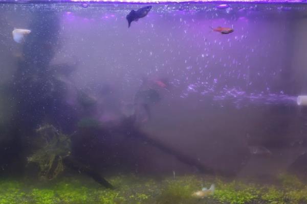 冷水鱼的适宜水温,适合保持在0-20℃