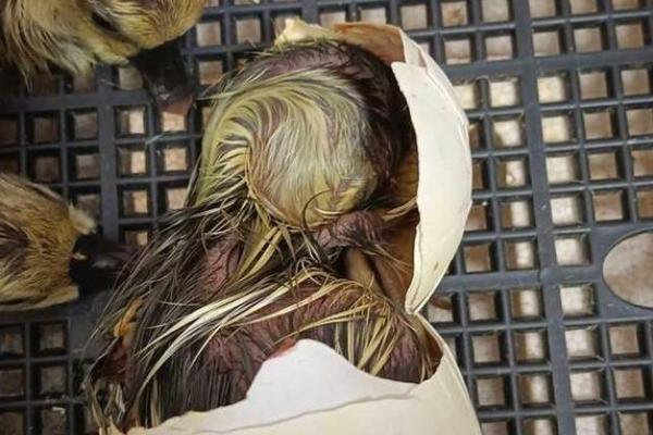 鹅啄破壳后过多长时间才能出壳，大概经过30小时左右才能完全出壳