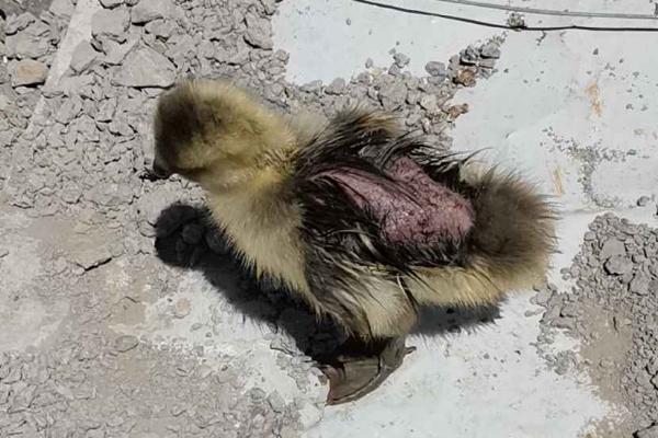 鹅啄破壳后过多长时间才能出壳，大概经过30小时左右才能完全出壳