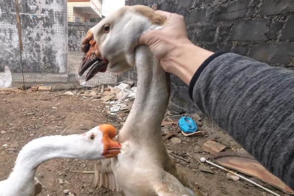 鹅啄破壳后过多长时间才能出壳，大概经过30小时左右才能完全出壳