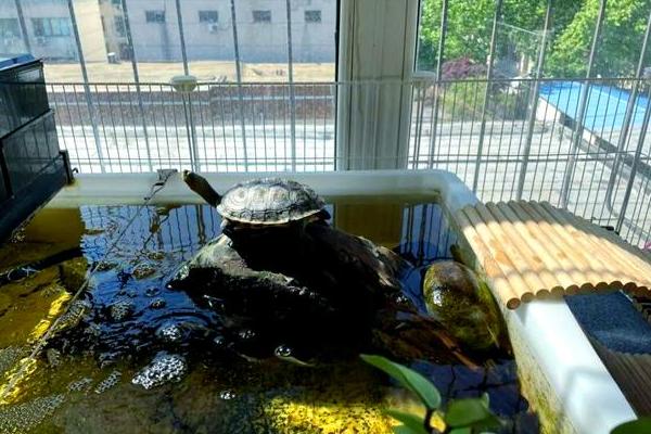 自来水要放多久才能养龟，要放1-3天