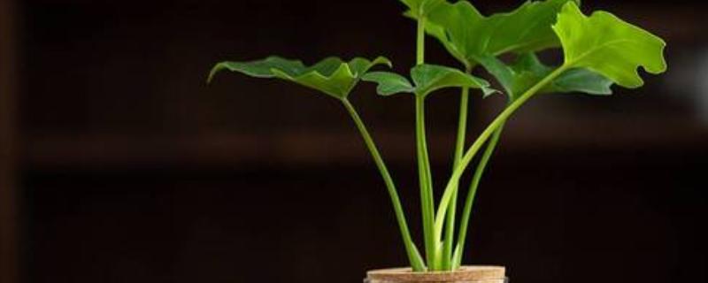 水培生根后如何转土培，先需要将植株枯萎腐烂的根系剪掉