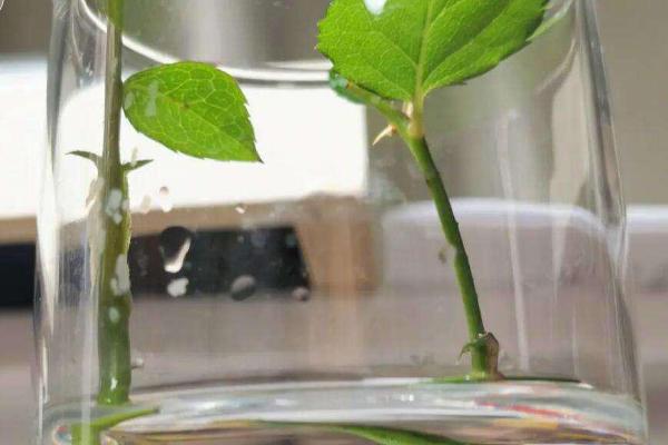 水培生根后如何转土培，先需要将植株枯萎腐烂的根系剪掉