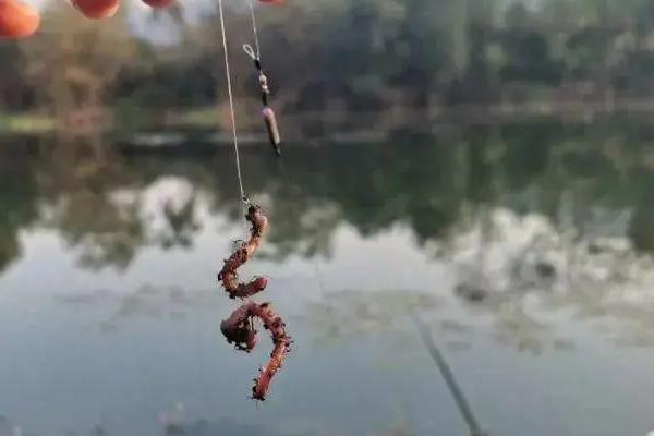黄颡鱼爱吃哪些鱼饵，爱吃蚯蚓、红虫等