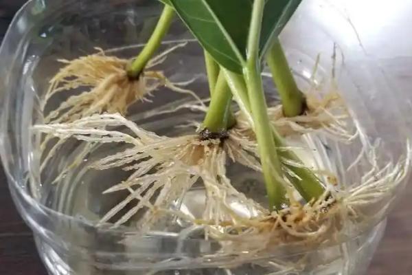 萘乙酸的作用，可以起到疏果、促进生根、防落果等效果