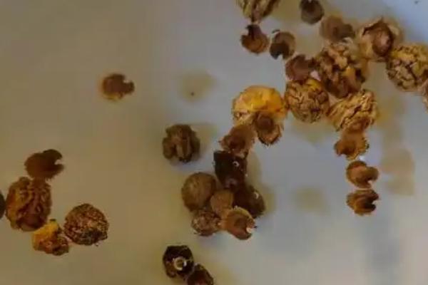 线椒的种植方式，浸种消毒后再撒播覆土