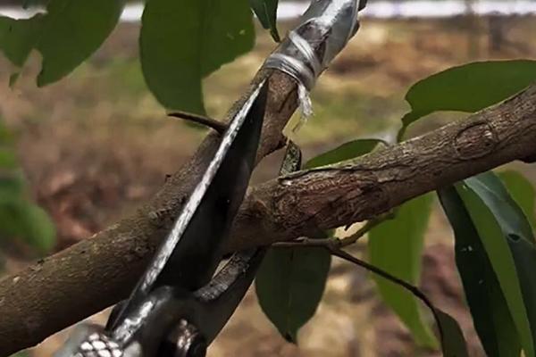 萘乙酸的作用，可以起到疏果、促进生根、防落果等效果