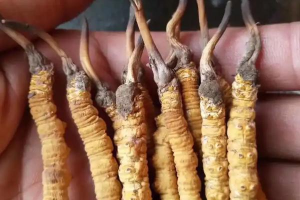 冬虫夏草有没有保质期,放在冰箱中冷冻可存放2年左右