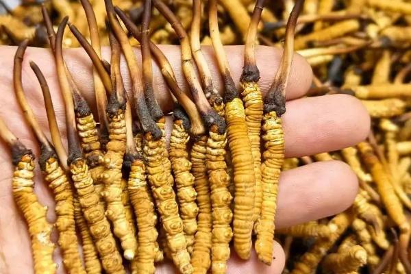 冬虫夏草有没有保质期,放在冰箱中冷冻可存放2年左右