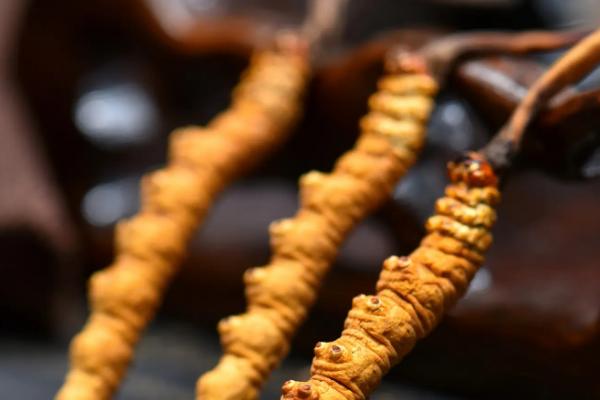 冬虫夏草有没有保质期,放在冰箱中冷冻可存放2年左右