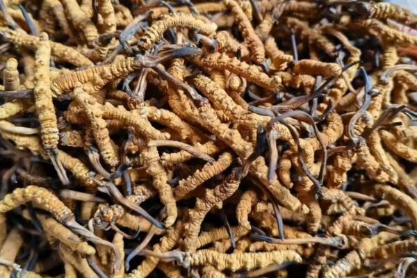 冬虫夏草有没有保质期,放在冰箱中冷冻可存放2年左右