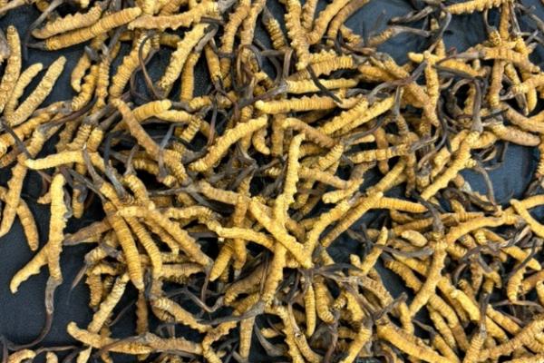 冬虫夏草有没有保质期,放在冰箱中冷冻可存放2年左右